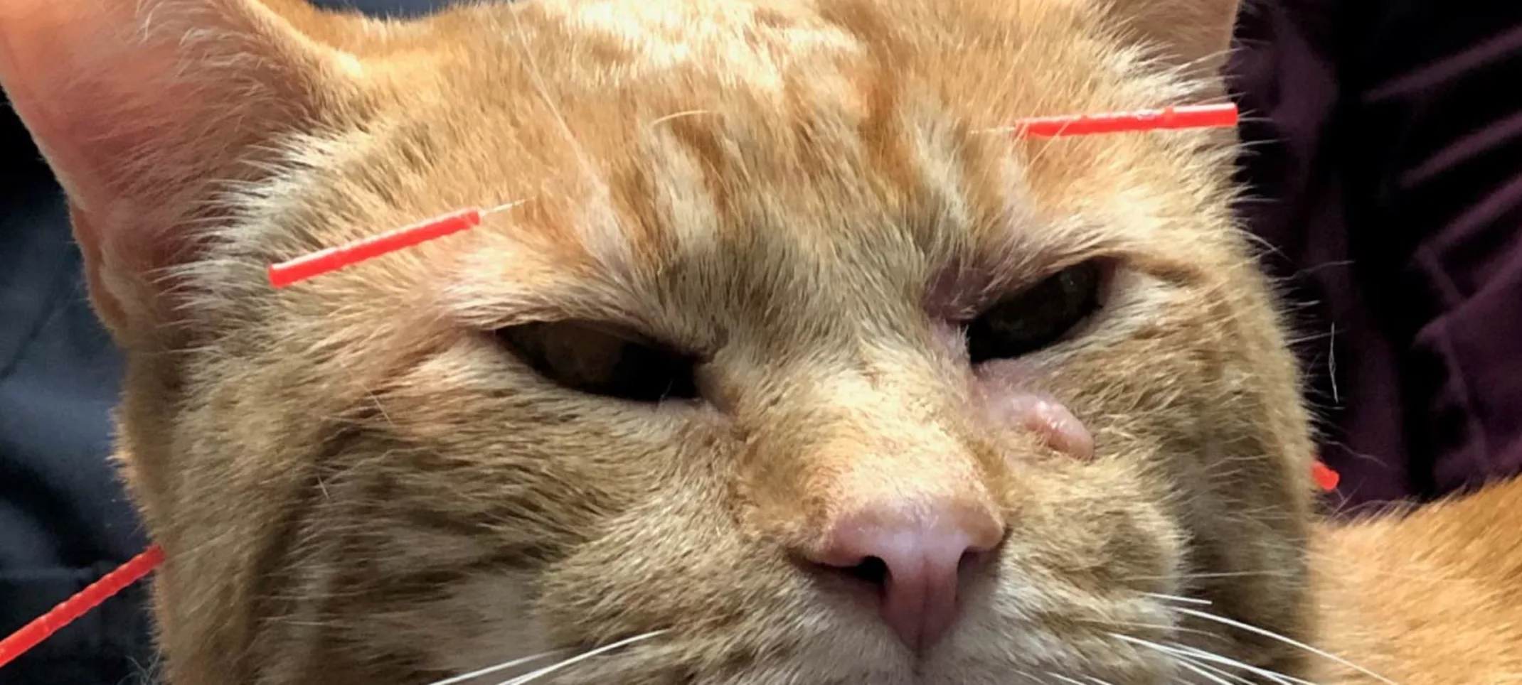 Orange cat receiving acupuncture 